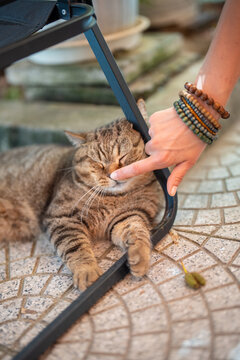 Person hand bumping and pressing nose of relaxed sleepy domestic cat napping outdoors under metallic chair, carefree housecat enjoying rest on fresh air on summer day, woman gently touching kitty nose