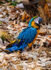 A bright blue macaw turns its head amid the fallen leaves © Yf