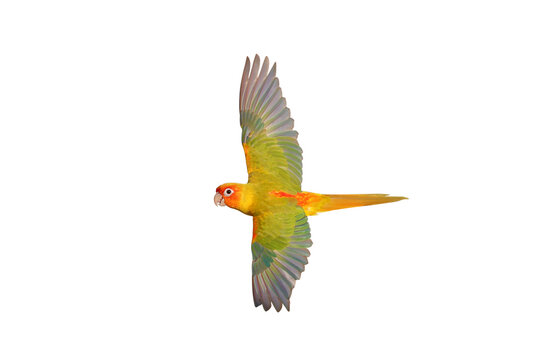 Colorful flying Sun Conure parrot isolated on transparent background png file