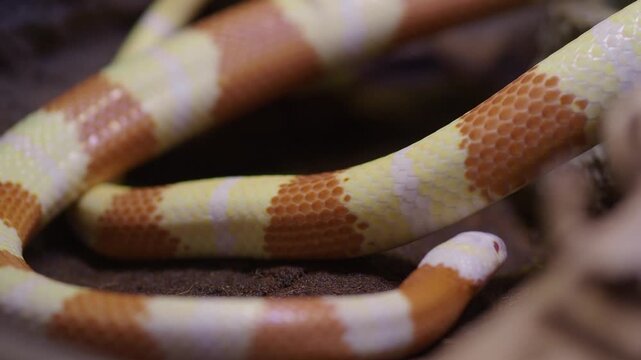 Close look at a corn snake in its habitat