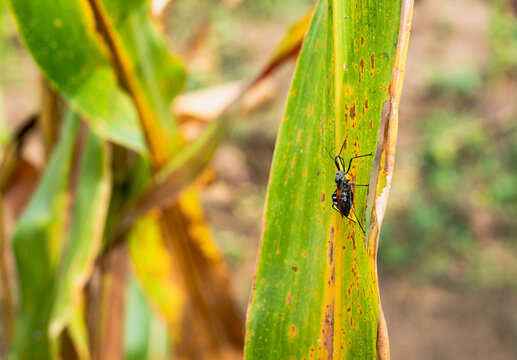 Close up of assassin bug perching on green corn leaf in agricultural farm field