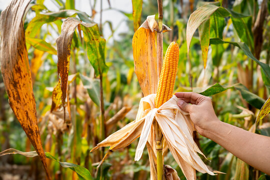 Farmer hand checking ripe yellow corn cob on stalk in agricultural field. Organic maize ready for harvest in farm. Concept of agriculture, quality control, food production, and rural farming