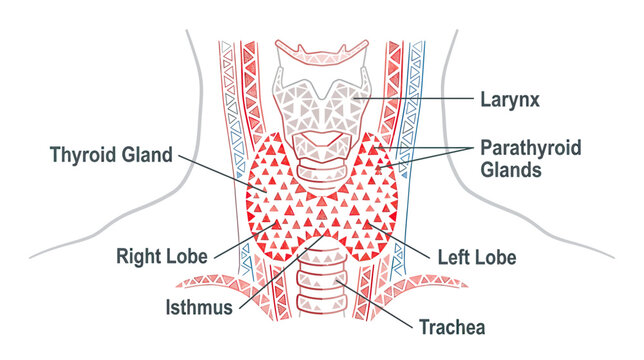 Anatomical illustration of the human thyroid and parathyroid glands