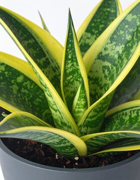 Close-up of variegated sword-shaped leaves in a modern grey pot