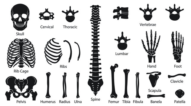 Human Skeleton Anatomy Parts Isolated