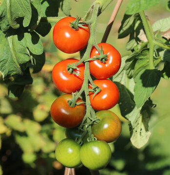 Harzfeuer Tomate - Knallrot, platzfest und saftig