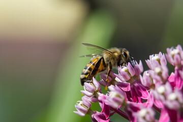 Close-up of a honeybee collecting nectar from a cluster of pink milkweed flowers © NetPix