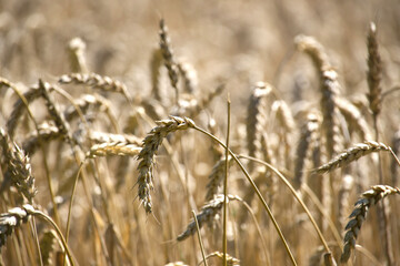 Obraz premium Golden Wheat Field Close-Up With Ripe Ears and Sunlit Harvest Stalks in Rural Summer Landscape