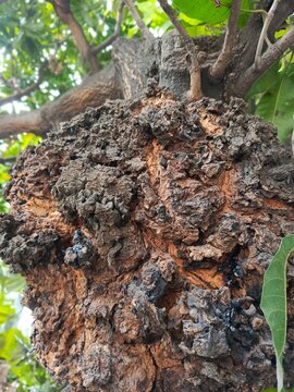 Bark black not chaga fungi parasite trunk of a tree