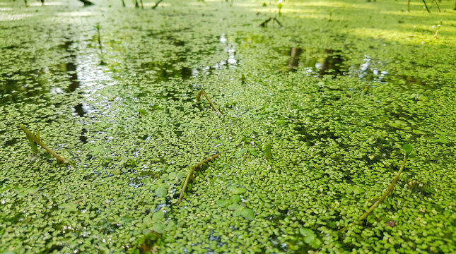 Duckweed covering still water surface in natural pond with green aquatic plants and reflections