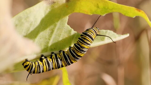 Monarch Butterfly Caterpillar Eating Leaf Macro Nature Video
