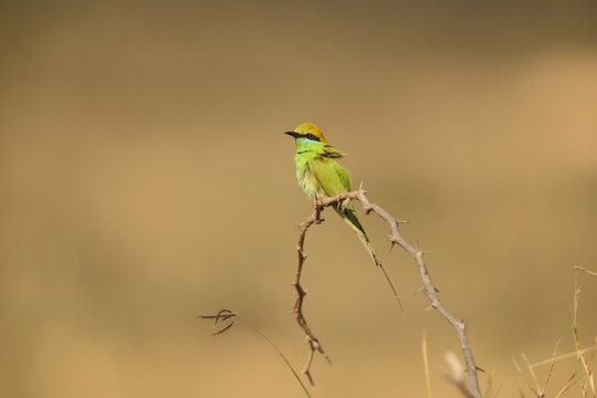 Asian green bee-eater (Merops orientalis beludschicus), also known as the little green bee-eater in west India