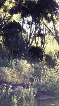 A serene riverside view shows tall trees and vibrant plants bathed in soft sunlight. The gentle flow of water reflects nature&rsquo;s beauty, creating a peaceful atmosphere near the riverbank.