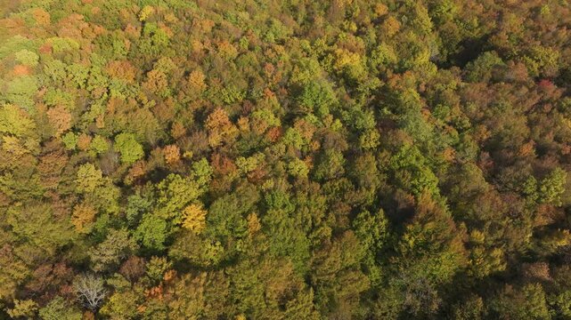 AERIAL TOP DOWN: Vibrant broadleaf forest glowing in muted gold, green and orange autumn colours. Dense treetops and pockets of shadow create depth and texture across the seasonal woodland canopy.