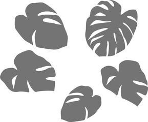 monstera  © tidti