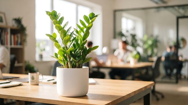 Vibrant green zamioculcas plant in white pot placed on wooden desk in bright modern office with blurred professional staff working in background for business or interior design concepts