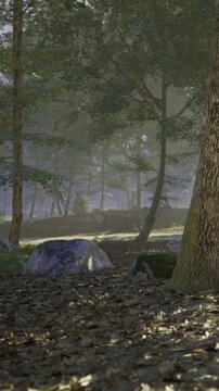 Morning light gently filters through trees, illuminating the serene forest floor. Moss covered rocks add charm to the tranquil landscape filled with lush greenery and soft shadows.