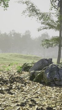 Soft light filters through trees as a peaceful trail emerges in the forest. Leaves crunch underfoot, while mist adds a whisper of magic to the serene landscape filled with rocks and greenery.
