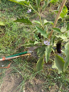 pianta di melanzana (Solanum melongena) con fiori viola e frutti maturi nell&rsquo;orto mediterraneo estivo