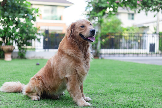 Happy Golden Retriever Dog Sitting On Grass