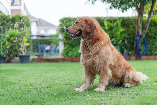 Happy Golden Retriever Dog Sitting On Grass