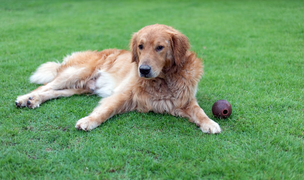 Happy Golden Retriever Dog Lying On Grass Ball