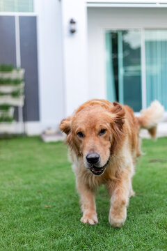 An adult Golden Retriever dog plays and runs in green grass