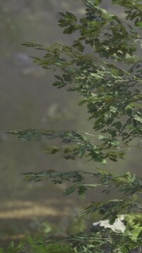 Sunlight filters through lush green leaves as they dance in the gentle breeze. The tranquility of the forest creates a peaceful atmosphere by the soft rustle of nature.