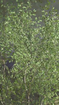 Sunlight filters through the vibrant green leaves of a small tree. The delicate branches sway softly, creating a calming atmosphere by the tranquil water&rsquo;s edge.