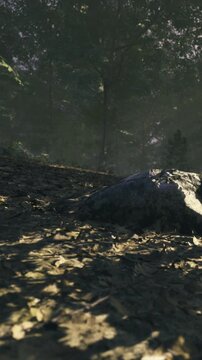 Gentle rays of sunlight filter through trees, illuminating a rocky outcrop amidst a carpet of dried leaves. The peaceful atmosphere invites quiet contemplation in natures embrace.