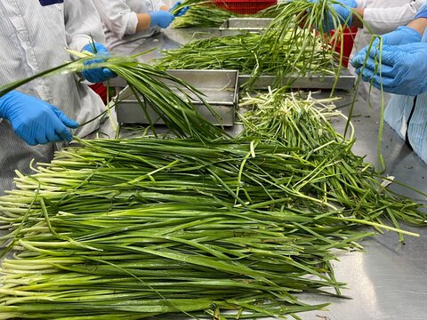 Workers trimming and preparing fresh Chinese chives before food processing in a manufacturing facility. Raw material preparation process supporting food safety, quality control, and large-scale vegeta