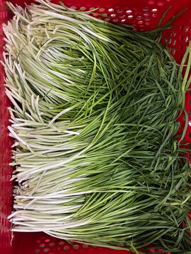 Workers trimming and preparing fresh Chinese chives before food processing in a manufacturing facility. Raw material preparation process supporting food safety, quality control, and large-scale vegeta