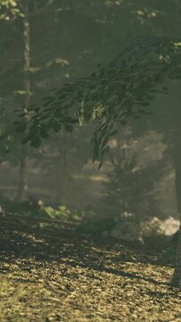A serene forest at dawn features gentle sunlight streaming through lush leaves, casting intricate shadows on the soft earth below. A tranquil atmosphere invites peaceful reflection.