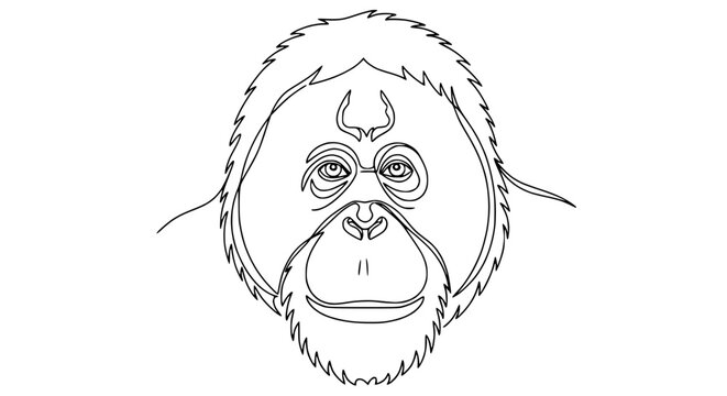 Orangutan Face Outline Drawing, Minimalist Primate Portrait, Jungle Ape Line Art