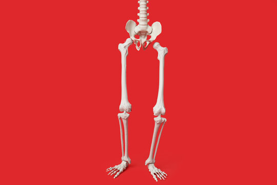 Legs of running human skeleton on red background