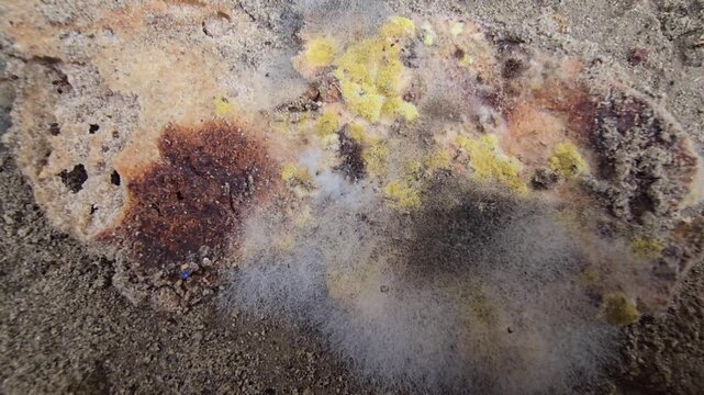 Microscopic mold growth on bread, fuzzy fungal spores spreading on decaying food, organic decomposition of bread with yellow and black mold