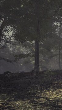 In the serene early morning, tall trees stand proudly as dappled sunlight breaks through the thick canopy. Soft shadows dance on the forest floor, inviting exploration and wonder.