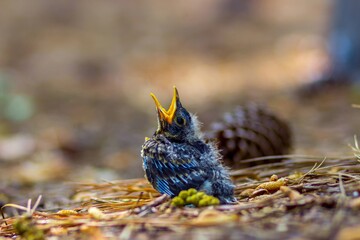 baby bird in forest © PartTimeNews
