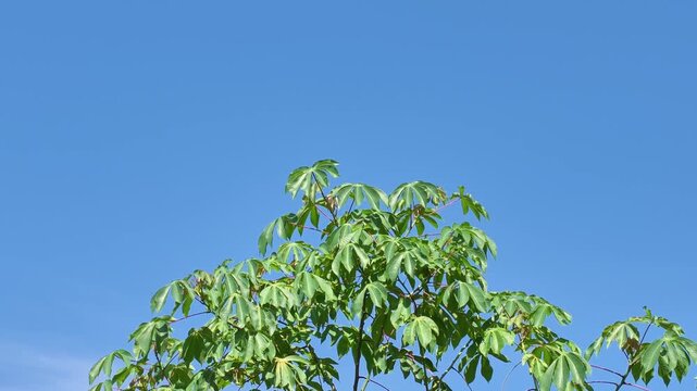 Green cassava plant leaves against a clear bright blue sky background.