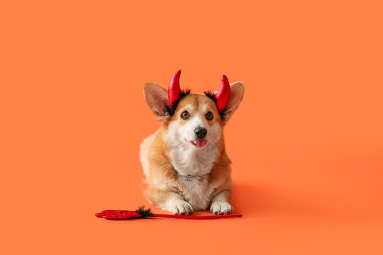 Cute Corgi dog in Halloween red devil horns headband with trident lying on orange background