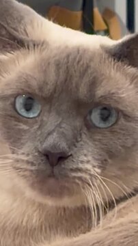 portrait of a cat