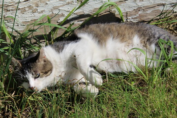 cat on grass © Michael Mamoon