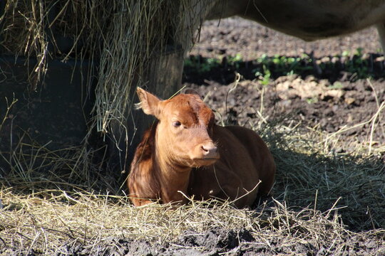 calf in the grass