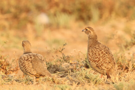 The grey francolin (Ortygornis pondicerianus interpositus ) is a species of francolin found in the plains and drier parts of the Indian subcontinent and Iran. 