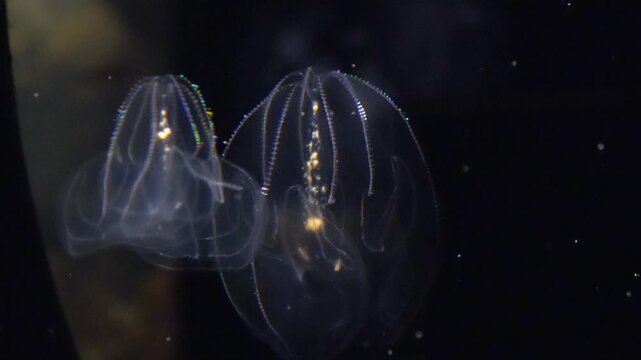 Bioluminescent Bolinopsis mikado, comb jelly, drifting and fading away underwater. 4K