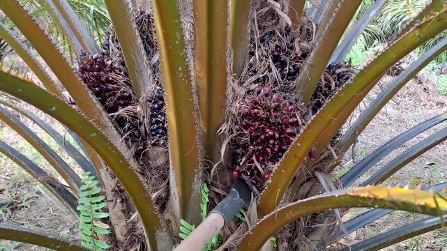 Close-up process of cutting down a fresh ripe oil palm fruit bunch from the tree using a metal harvesting chisel (dodos).