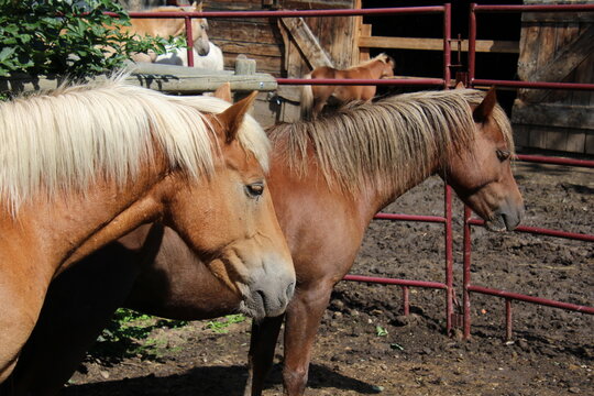 Horses On The Farm