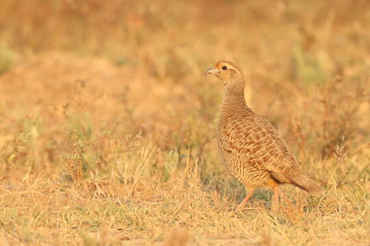 The grey francolin (Ortygornis pondicerianus interpositus ) is a species of francolin found in the plains and drier parts of the Indian subcontinent and Iran. 