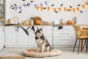 Cute husky dog with Halloween decorations and toy ball sitting in pet bed at home © Pixel-Shot