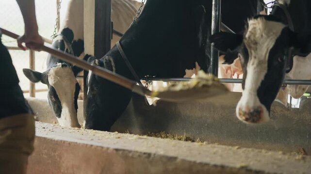 Caucasian young male dairy farmer working in a modern cowshed. 